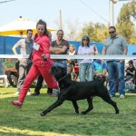 בית גידול לקאנה קורסו ג'רסי קורסו